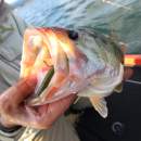 DECOY Worm 23 Body Hook #4 - 819715