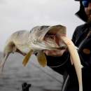 BKK Trigger 21 SS Stinger Rig