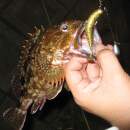 DECOY Worm 117 HD Hook Offset #1/0 - 818275