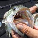 DECOY Worm 120 HD Hook Masubari #1 - 818343