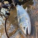 Varivas Super Trout Advance Big Trout 150 m