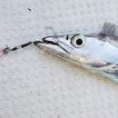 DECOY DJ-89 Tachi Pike