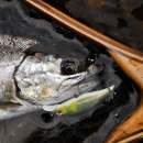 DECOY Single 28 Troutin’ #8 - 808955