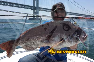 DECOY Treble Y‑S81