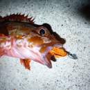 DECOY SV-45 Slide Bomb